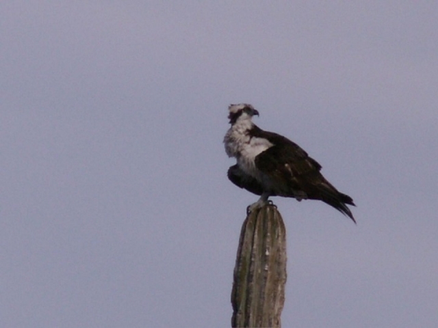 aguilas del desierto